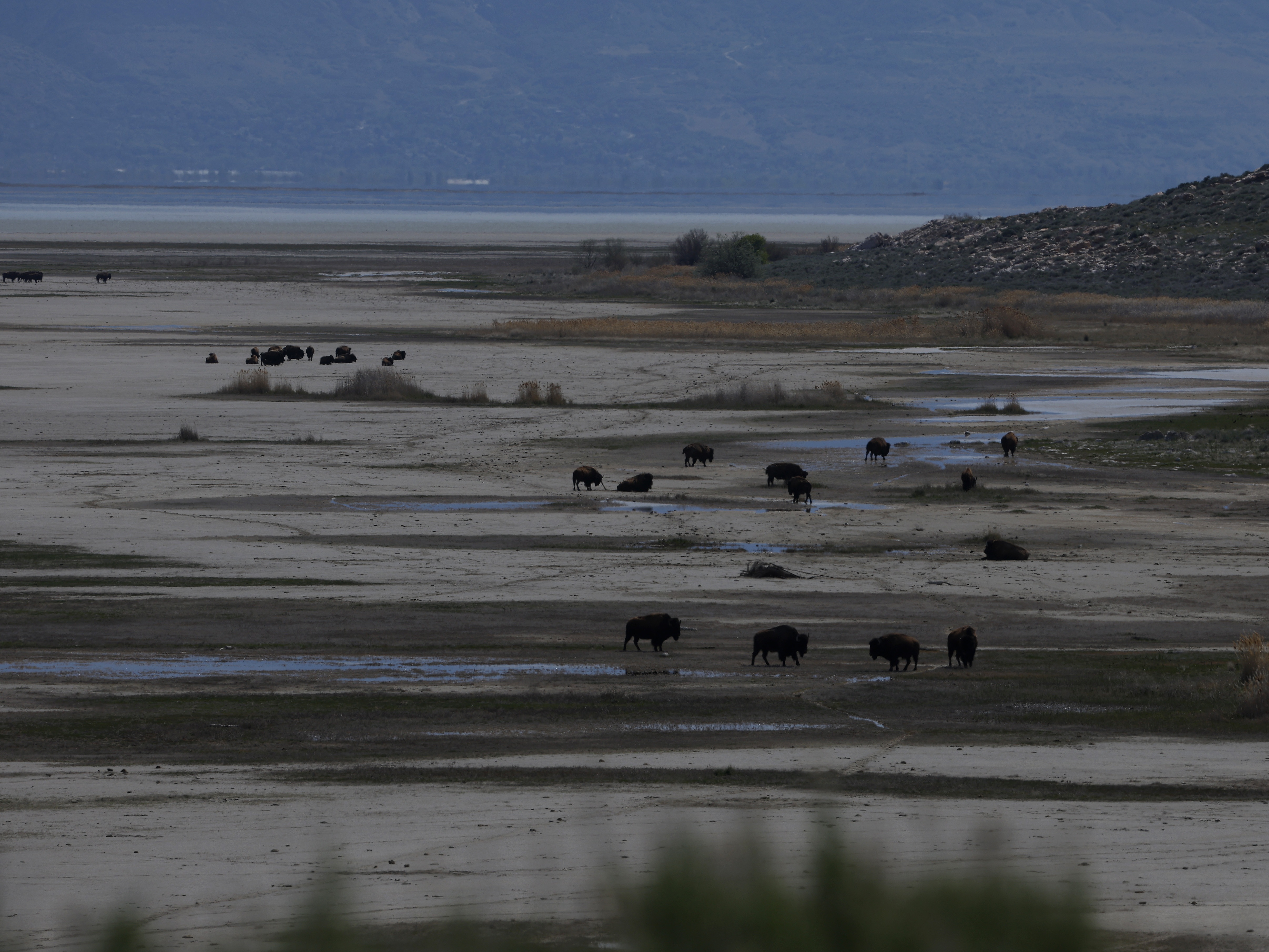 caption: Bison walk on the dry lake bed of the Great Salt Lake on April 08, 2026 near Syracuse, Utah.