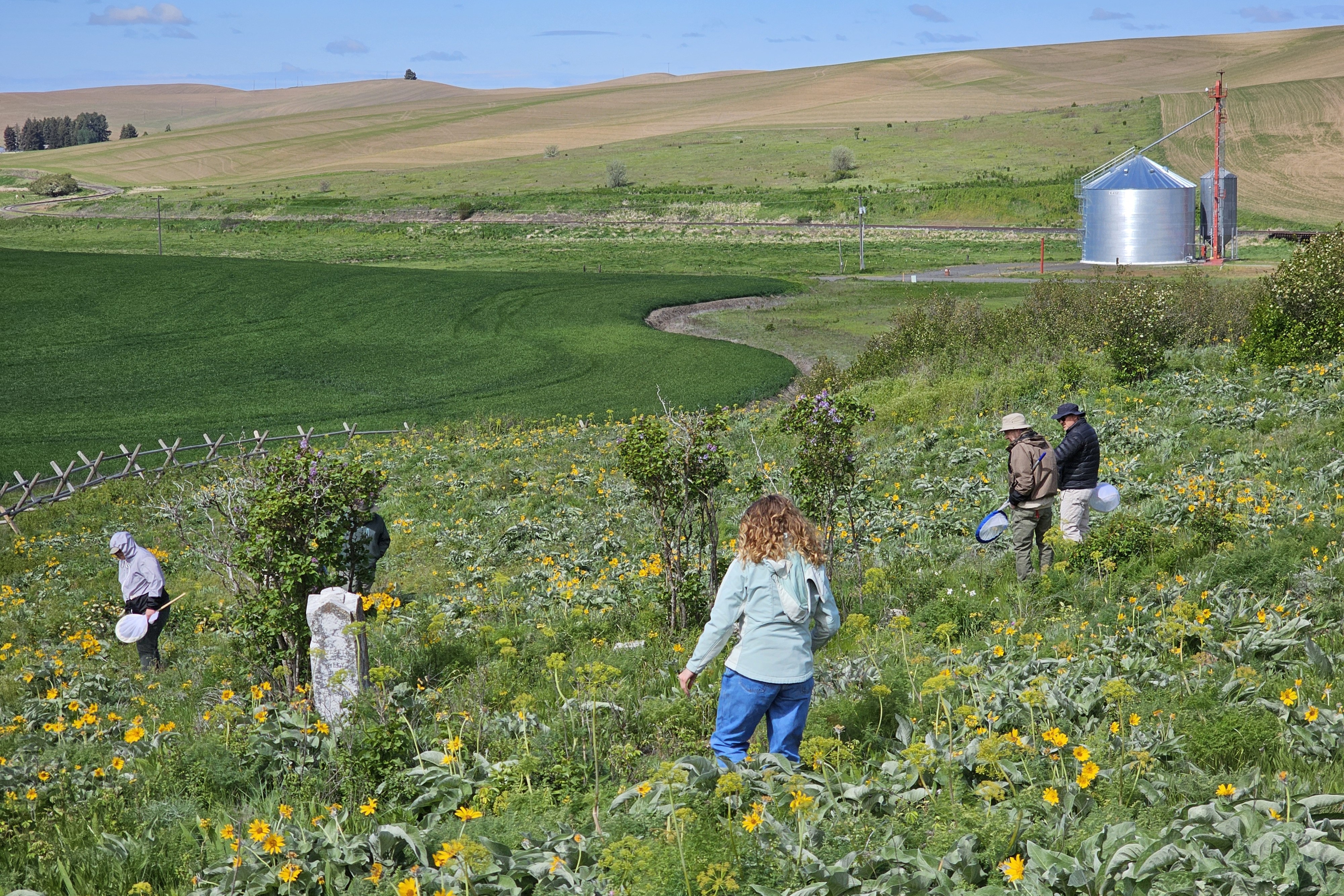 caption: Washington Bee Atlas volunteers look for native bees at a Whitman County farm in May 2024.