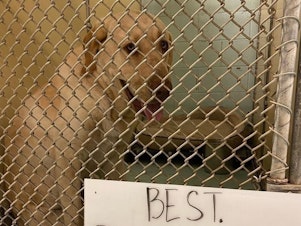 caption: Across the country, the coronavirus has forced many animal shelters into crisis mode. Above, a dogs at the Humane Society of Harlingen, Texas which has since found a home.
