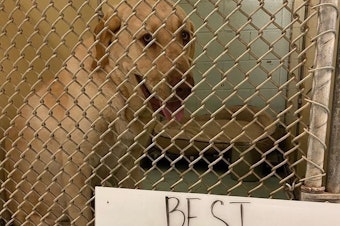 caption: Across the country, the coronavirus has forced many animal shelters into crisis mode. Above, a dogs at the Humane Society of Harlingen, Texas which has since found a home.