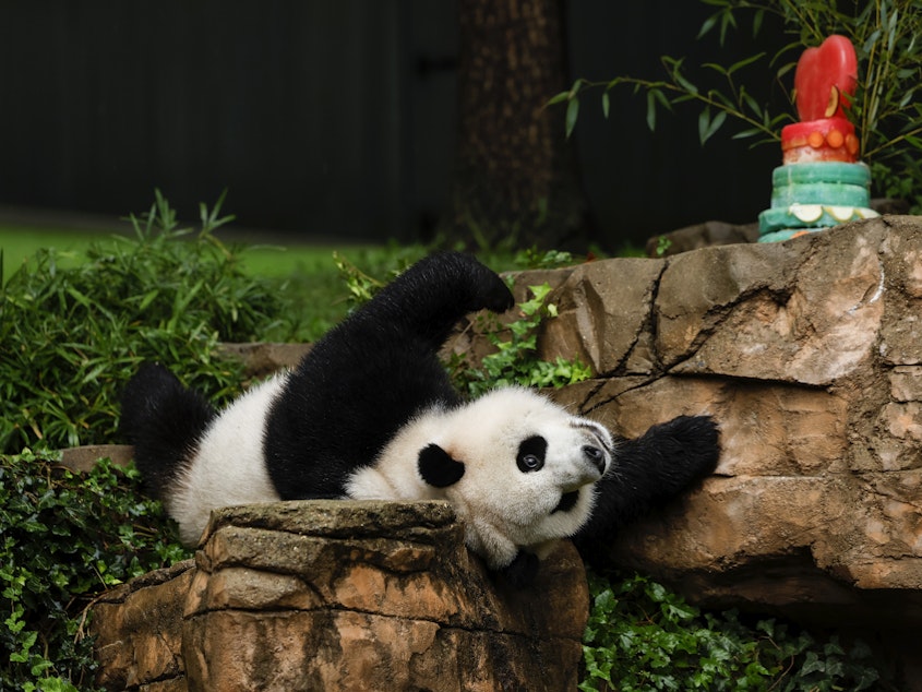 caption: Male giant panda Xiao Qi Ji rolls around in his enclosure during a "Panda Palooza" event at the Smithsonian National Zoo on Saturday, in Washington, D.C. We're guessing he hasn't heard about the looming government shutdown.