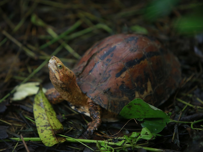 caption: In this Aug 25, 2019 photo, a Southern Vietnamese box turtle (Cuora picturata) walks in its pen at a turtle sanctuary in Cuc Phuong national park in Ninh Binh province, Vietnam.