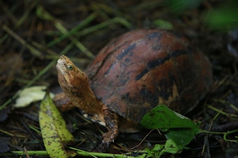 caption: In this Aug 25, 2019 photo, a Southern Vietnamese box turtle (Cuora picturata) walks in its pen at a turtle sanctuary in Cuc Phuong national park in Ninh Binh province, Vietnam.