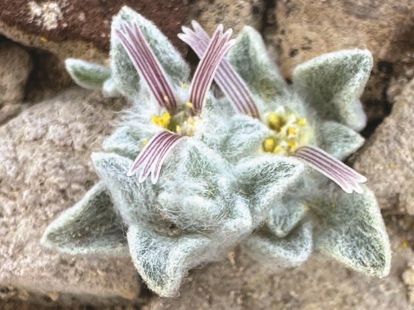 caption: A close-up view of the wooly devil, a new species and genus identified in Big Bend National Park in Texas.