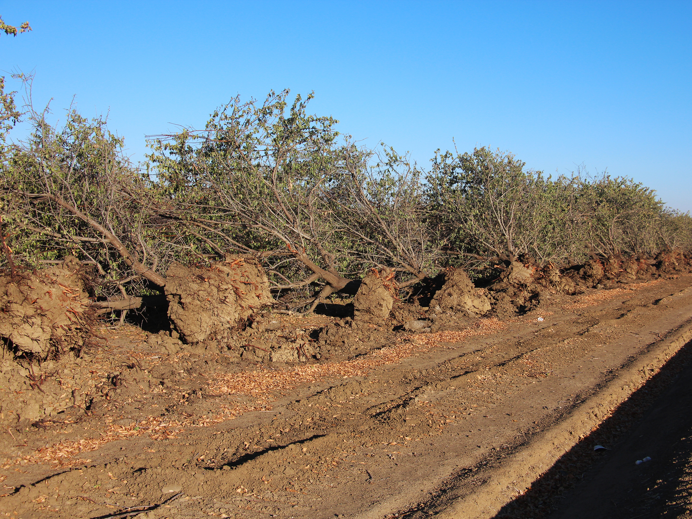 caption: Water scarcity in Westlands Water District has caused some almond growers to tear out their older orchards.