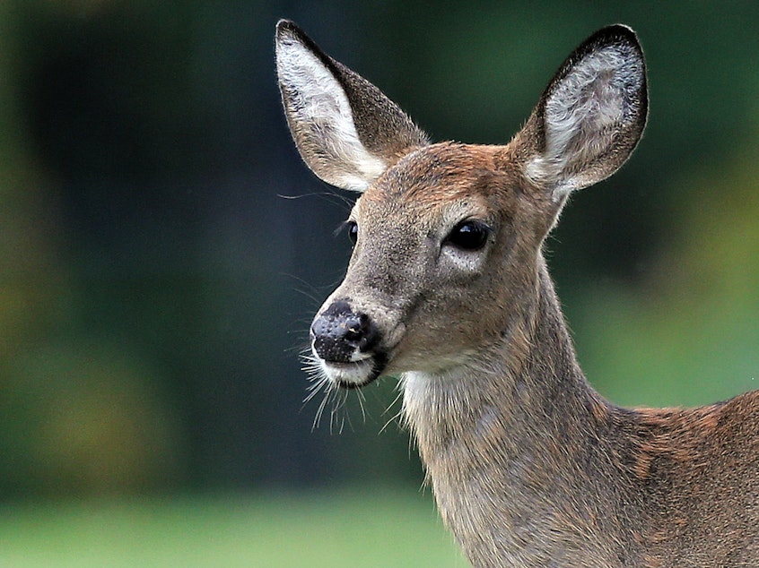 caption: A new study suggests that the white-tailed deer, pictured above, could carry SARS-CoV-2 indefinitely and spread it back to humans periodically.