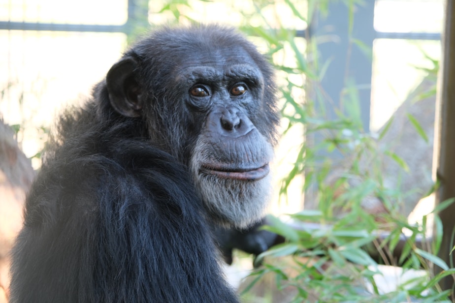 caption: Gordo is one of six chimps that arrived at the sanctuary in late June.