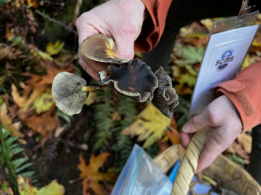 caption: Kathryn Hanser holds a mushroom while foraging in Lord Hill Regional Park. In the field, she's uncertain of exactly what the mushroom could be, and takes a sample to identify later.