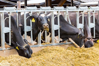 caption:  Northwest dairy cattle eat rations out of a feed bunk.