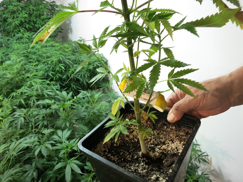 caption: Marijuana plant