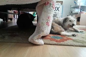 caption: Two pets in a heat wave: Gandalf, left, is a 14-year-old cat-dog, according to his owners, and Minnie, right, is age 4ish, and a dog-cat.