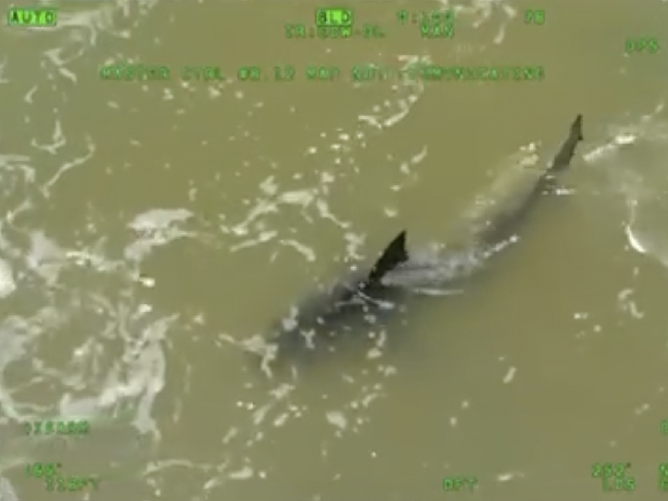 caption: This image provided by the Texas Department of Public Safety shows a shark close to the shore in South Padre Island, Texas, on Thursday.