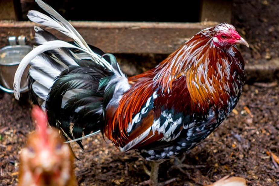 caption: Rooster Haus Rescue is an animal sanctuary in Fall City, Wash. 
