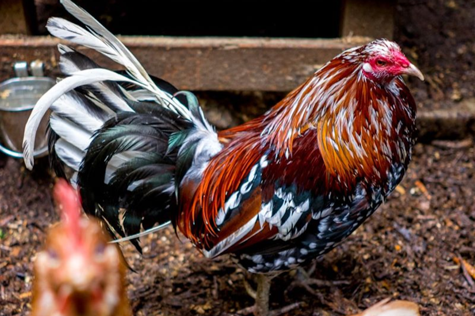caption: Rooster Haus Rescue is an animal sanctuary in Fall City, Wash.