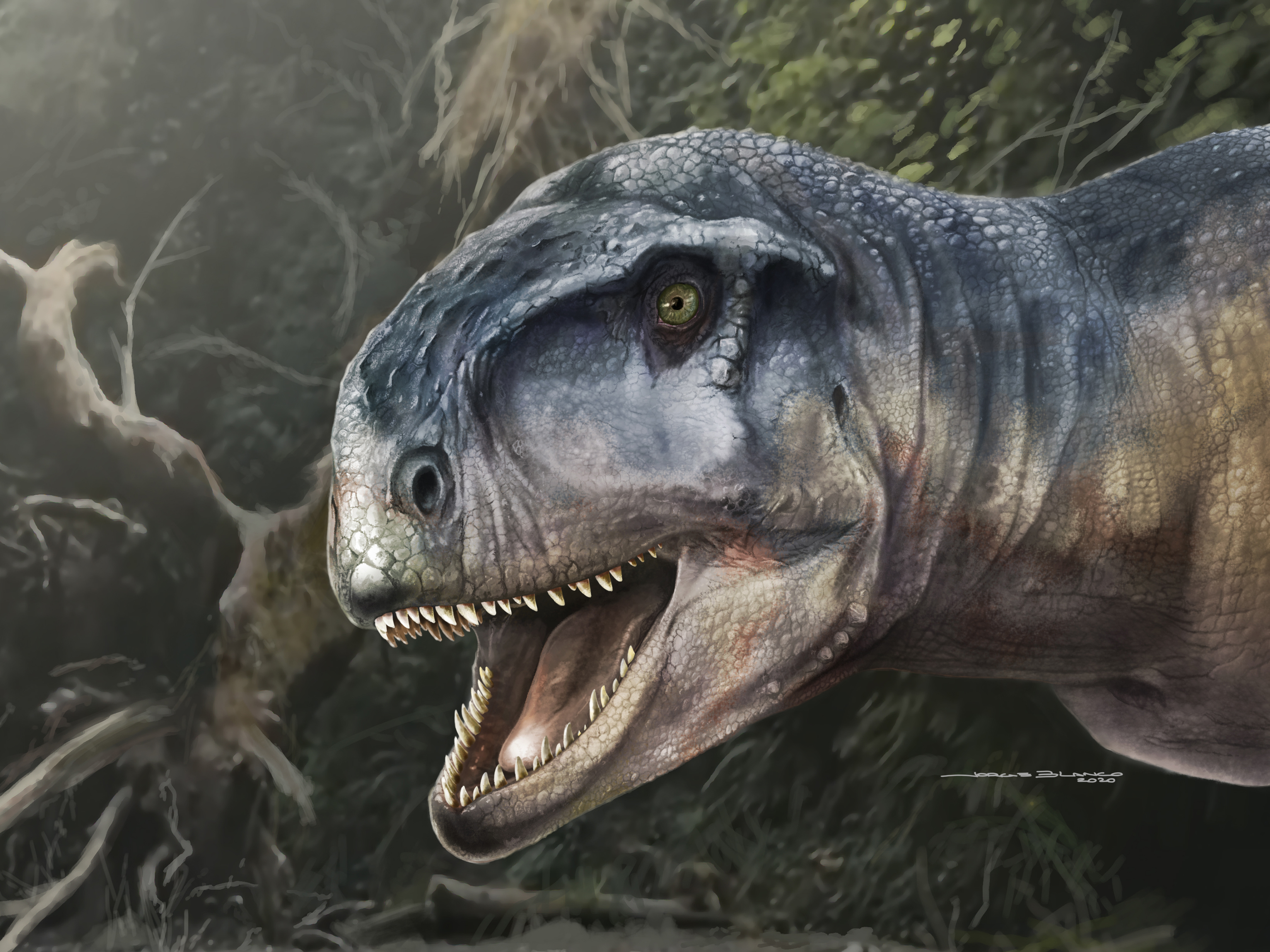 caption: An artist's impression of the Cretaceous Period meat-eating dinosaur Llukalkan aliocranianus that lived about 80 million years ago in the Patagonia region of Argentina is seen in this handout photo.
