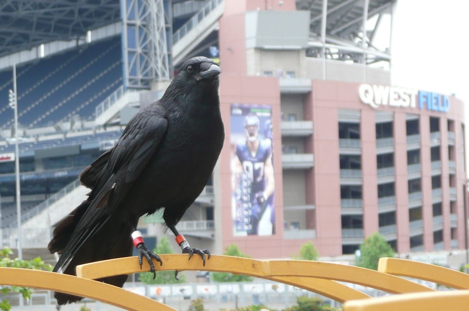 caption: A crow sits on a metal bar in front of Qwest Field in Seattle. The stadium's name has since changed to Lumen Field.