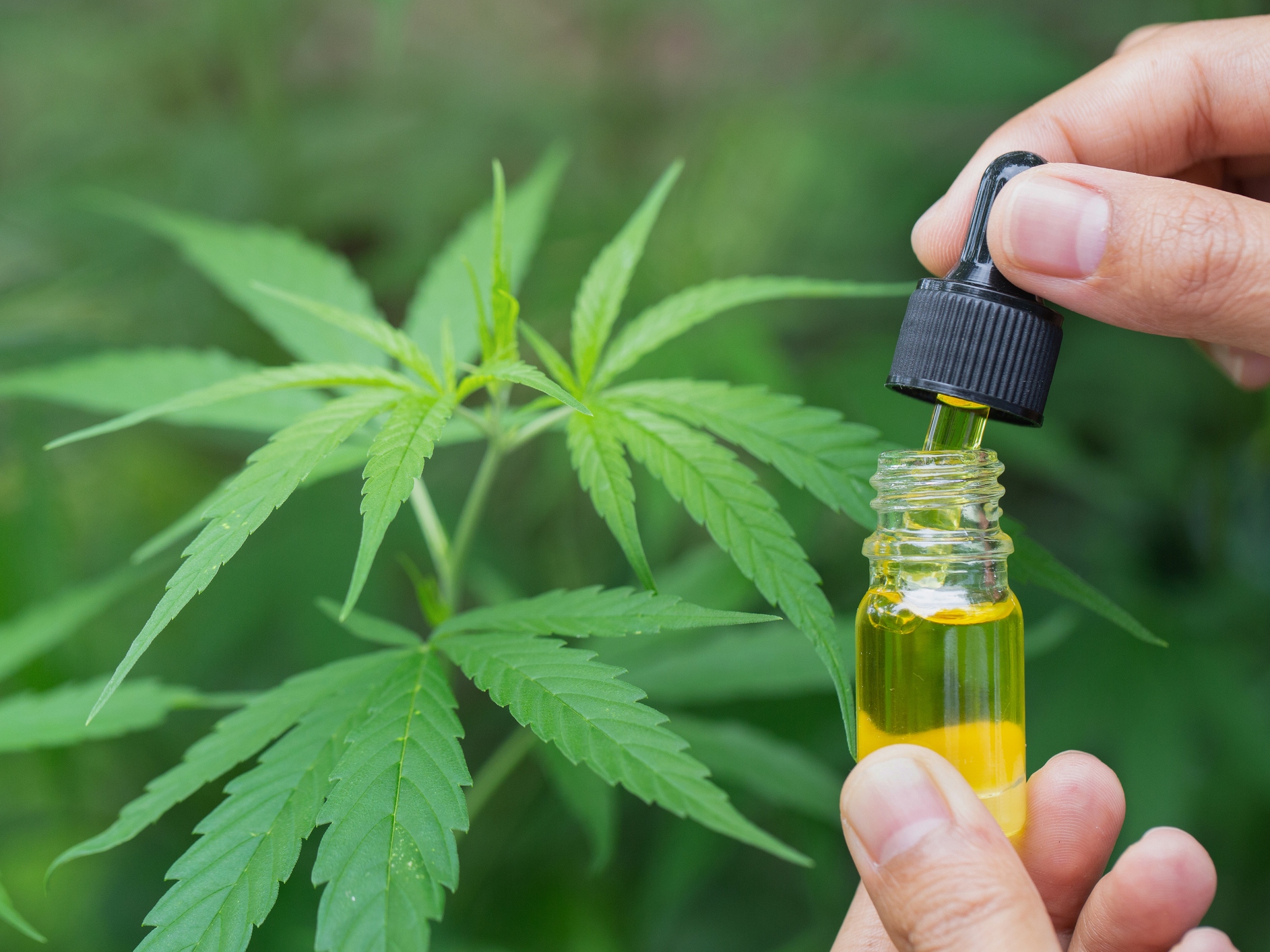 caption: Many people try cannabis for back pain. Now new studies from Europe show it may be an effective option.