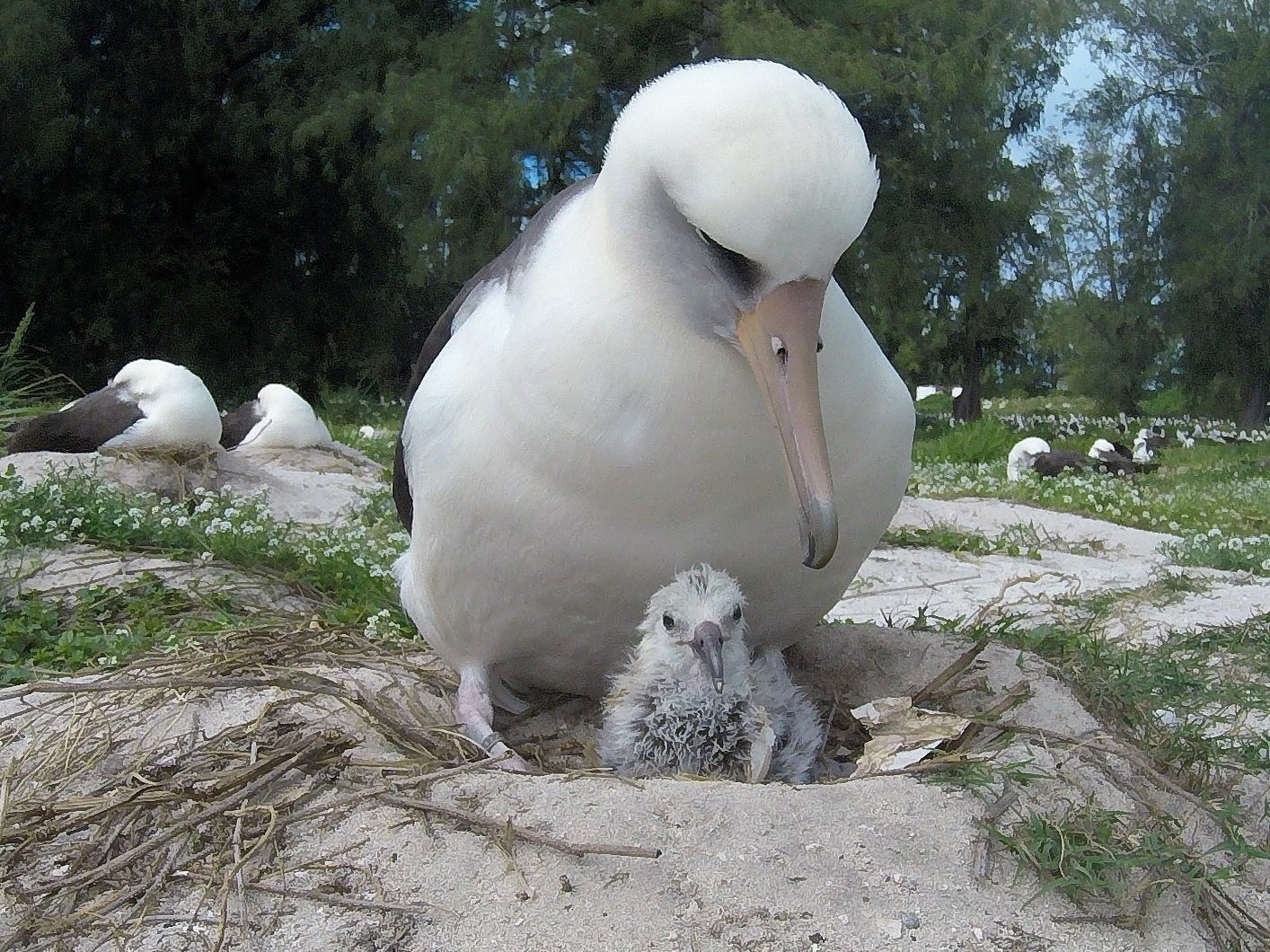 KUOW - Wisdom The Albatross, Now 70, Hatches Yet Another Chick