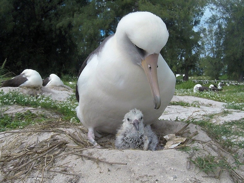 caption: Wisdom, a Laysan albatross and world's oldest known wild bird has hatched a new chick at Midway Atoll National Wildlife Refuge and Battle of Midway National Memorial. She is pictured here with a newly hatched chick in Feb. 2019.