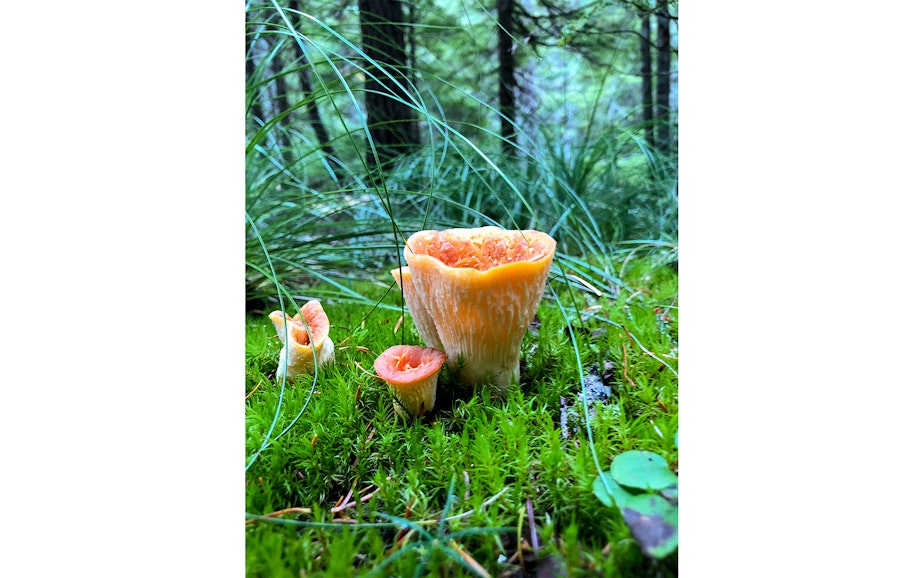 caption: Mushrooms in the Cascades of Washington state during a mushrooming event in mid-October 2019.