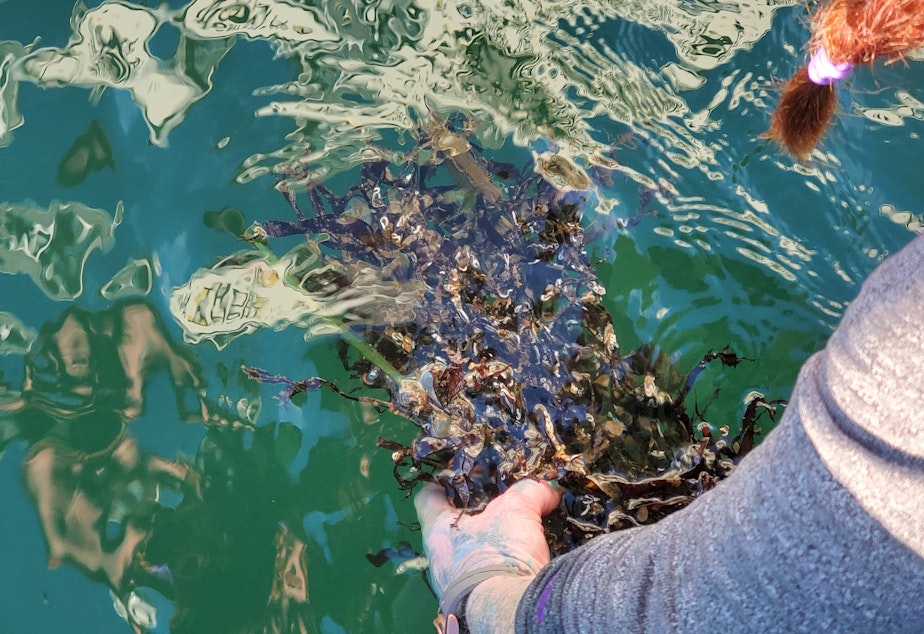 caption: Sea slugs can send their entire lives on a single piece of kelp. 