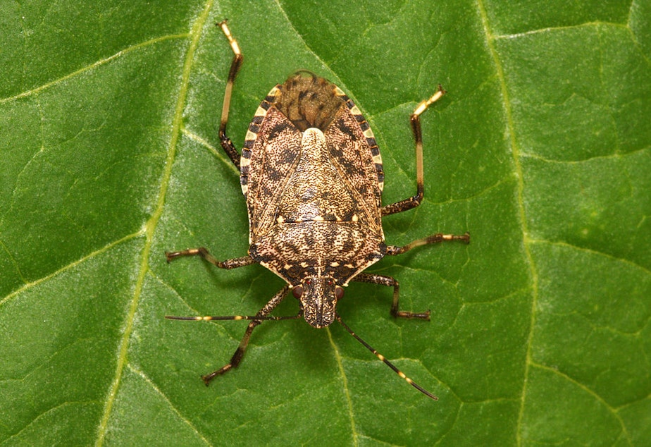 caption: Brown marmorated stink bug
