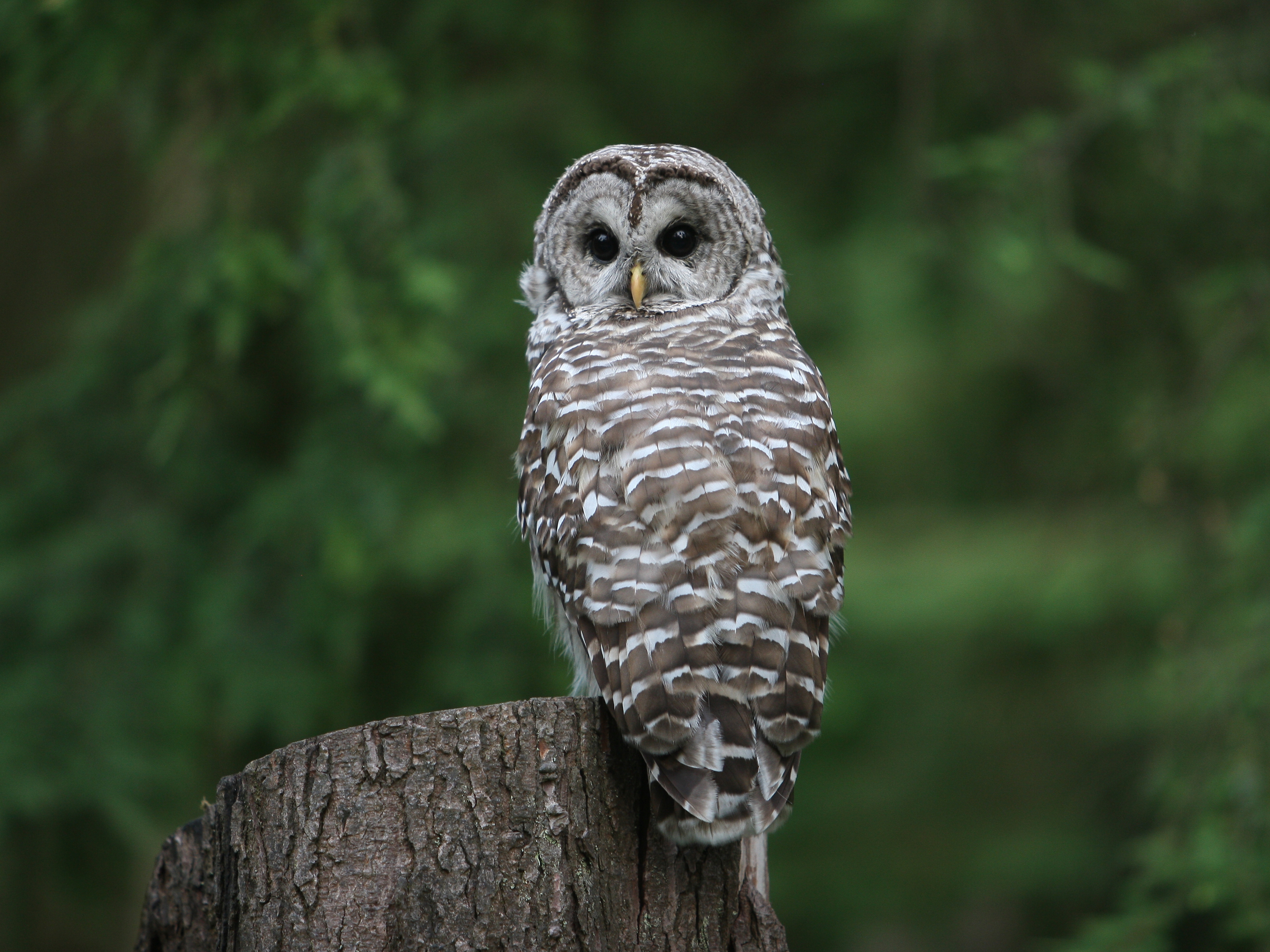 caption: Northern spotted owls, like the one pictured here, are one of many species whose habitat was historically protected by the Endangered Species Act.