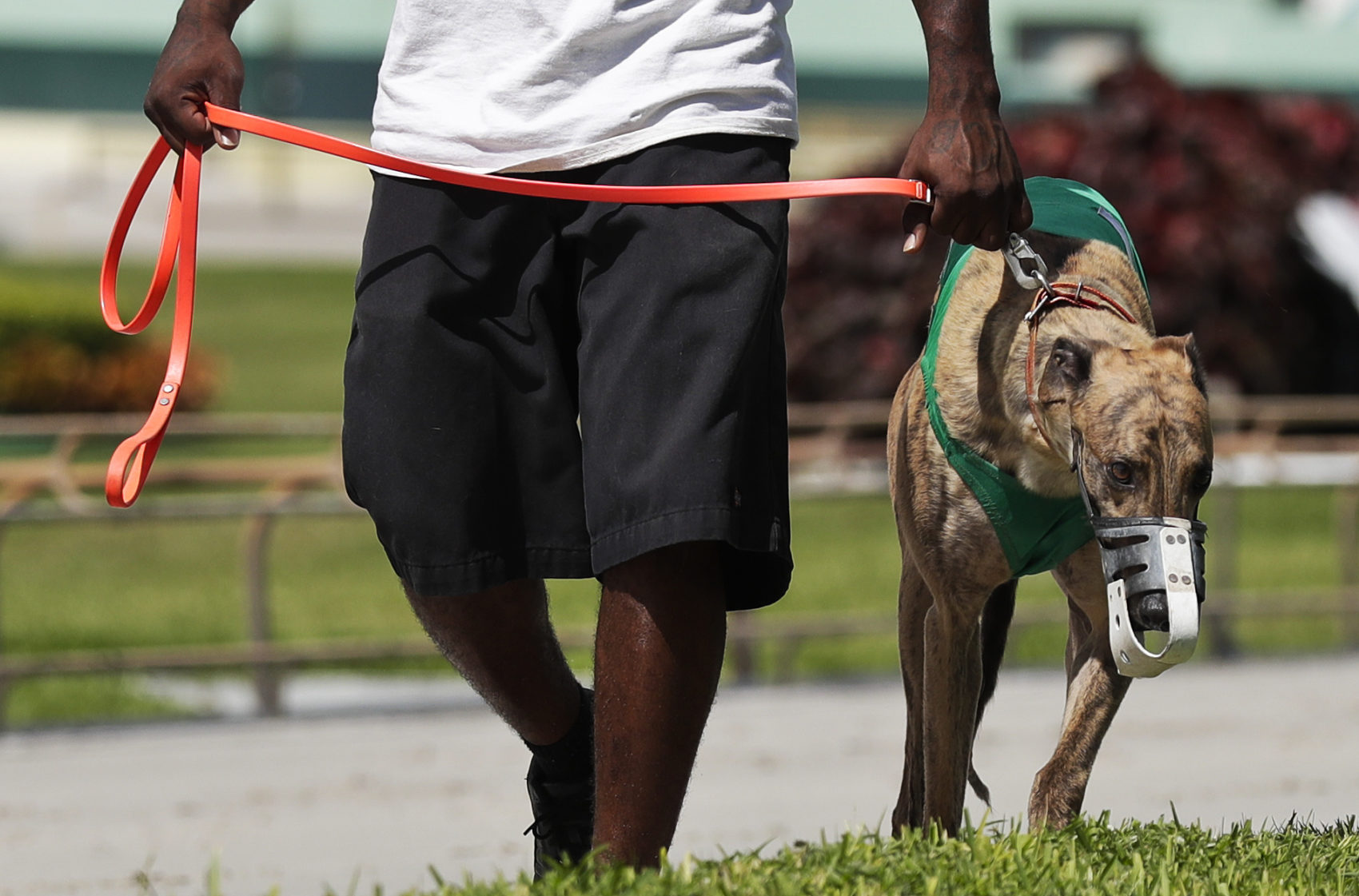 caption: In this Oct. 4, 2018, file photo, a dog worker walks a muzzled greyhound racer to the track before a race at the Palm Beach Kennel Club in West Palm Beach, Fla. Florida greyhound racing will soon hit the finish line as the sport suffered a rout at the ballot box. The state voted 69 to 31 percent Tuesday, Nov. 6, to pass Amendment 13, which bans the sport beginning on Jan. 1, 2021. (Brynn Anderson/AP)