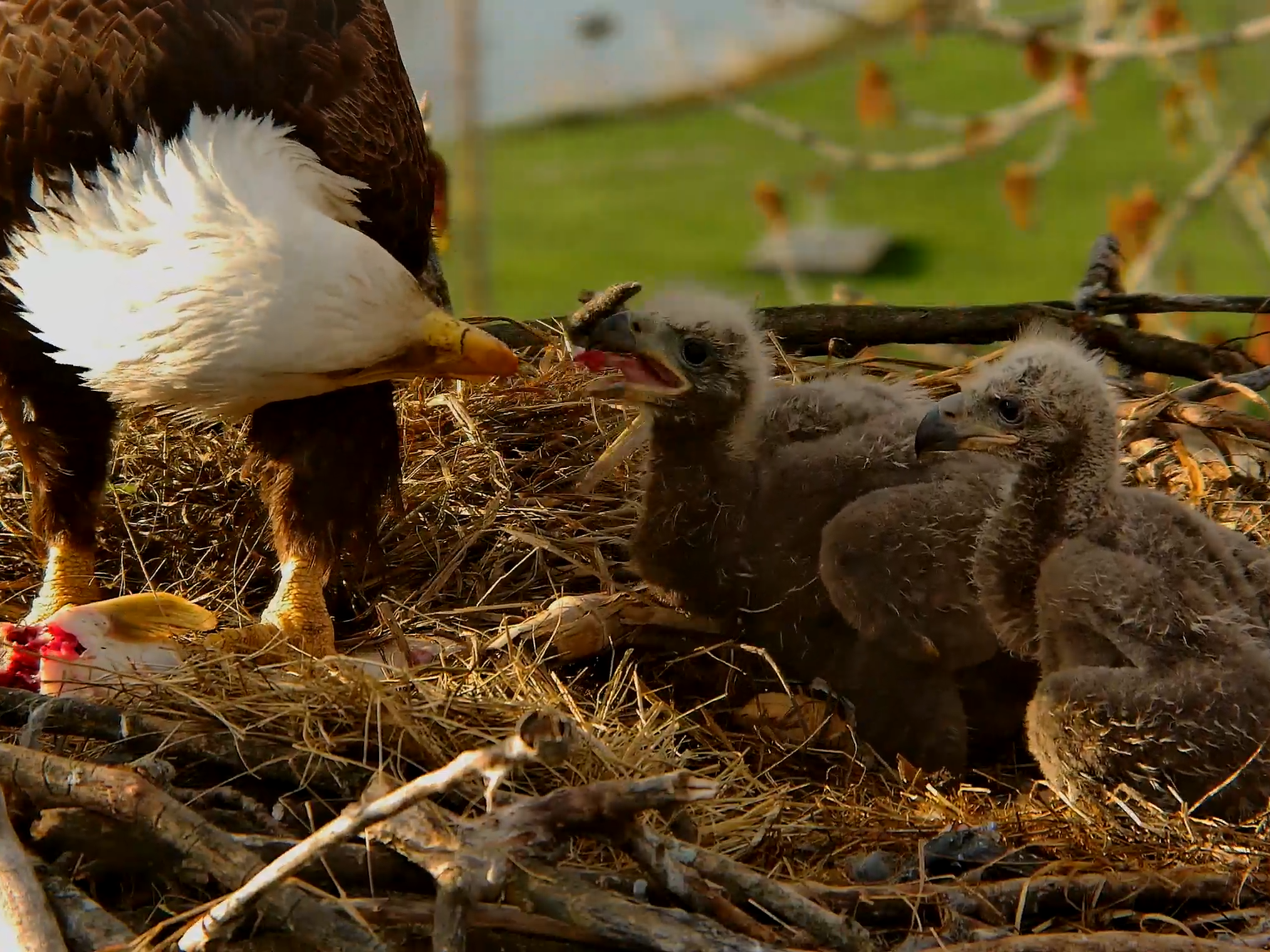 caption: One of the Decorah, Iowa, bald eagles feeds its eaglets. The bald eagle livestreams allow viewers to watch the eagles from anywhere.