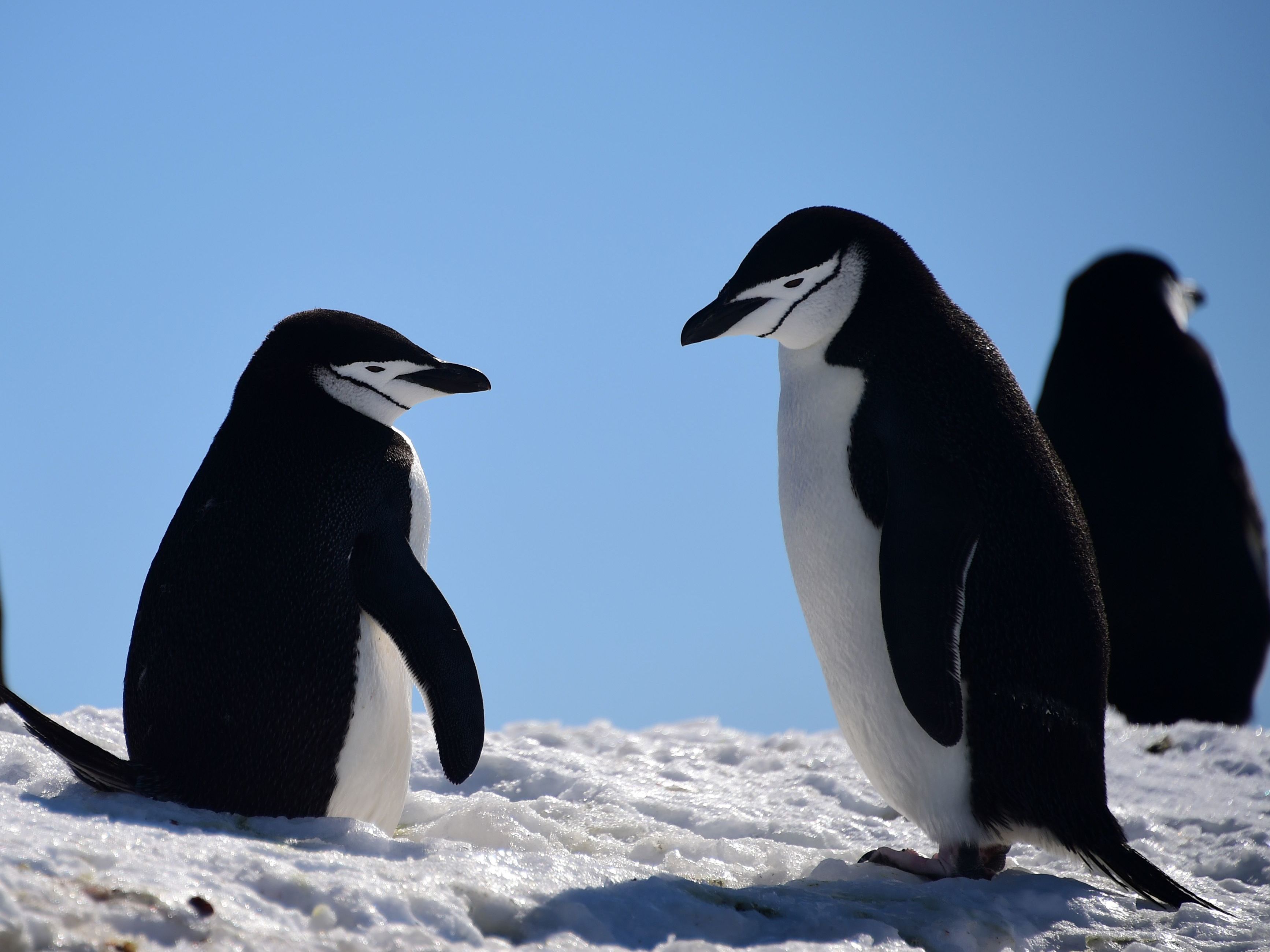 caption: Barbijo penguins gather on South Shetland Islands, Antarctica, in 2019. But that's probably not where their ancestors lived.