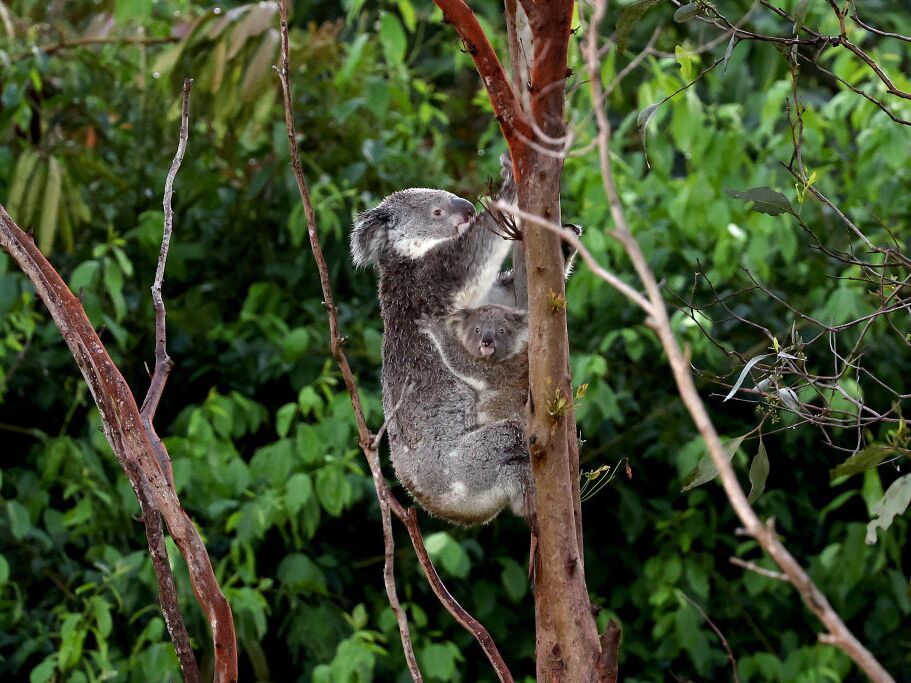 caption: A koala and joey climb a tree in bushland located near central Brisbane on Dec. 14, 2024.