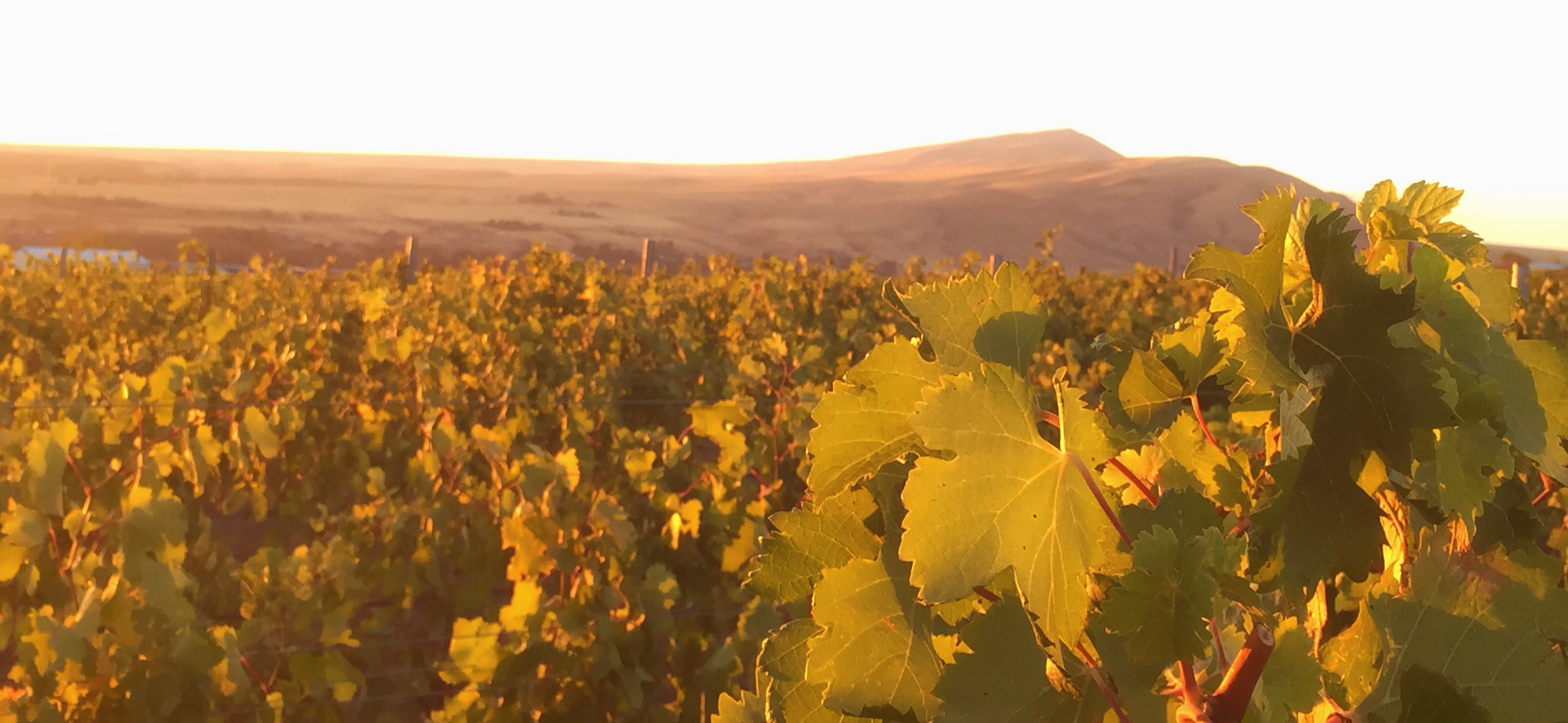 caption: Harvest is nearly done on Red Mountain in Washington