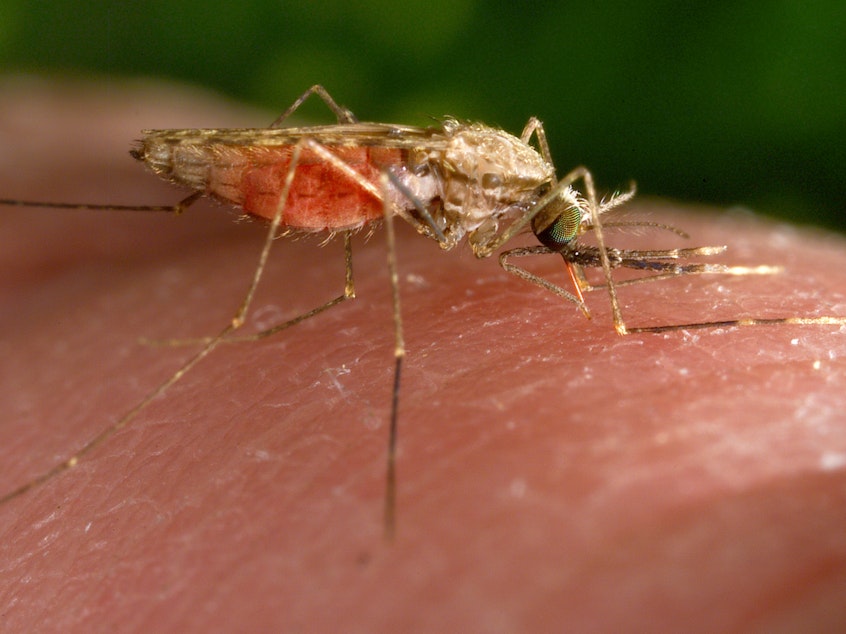 caption: This 2014 photo made available by the U.S. Centers for Disease Control and Prevention shows a feeding female Anopheles gambiae mosquito. The species is a known vector for the parasitic disease malaria.