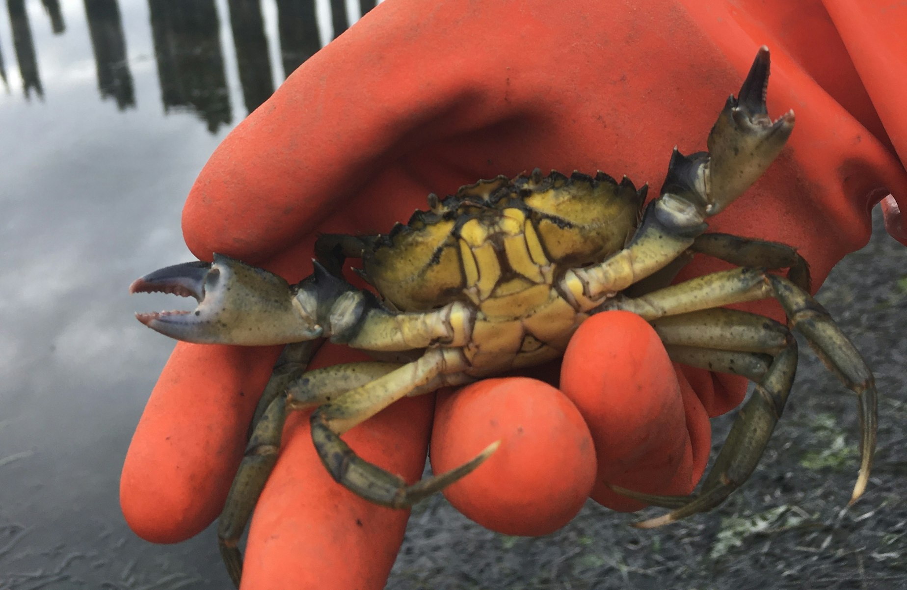 Kuow These Small Green Crabs Are Invading Puget Sound Shores