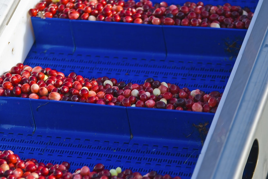 caption: Cranberries make up a huge part of Pacific County's economy. The industry's workforce is being disrupted by immigration arrests and deportations.