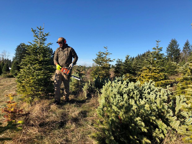caption: <p>Grant Robinson cuts pesticide-free Christmas trees on a farm near Molalla, Ore.</p>