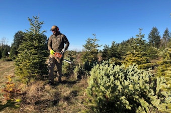 caption: <p>Grant Robinson cuts pesticide-free Christmas trees on a farm near Molalla, Ore.</p>
