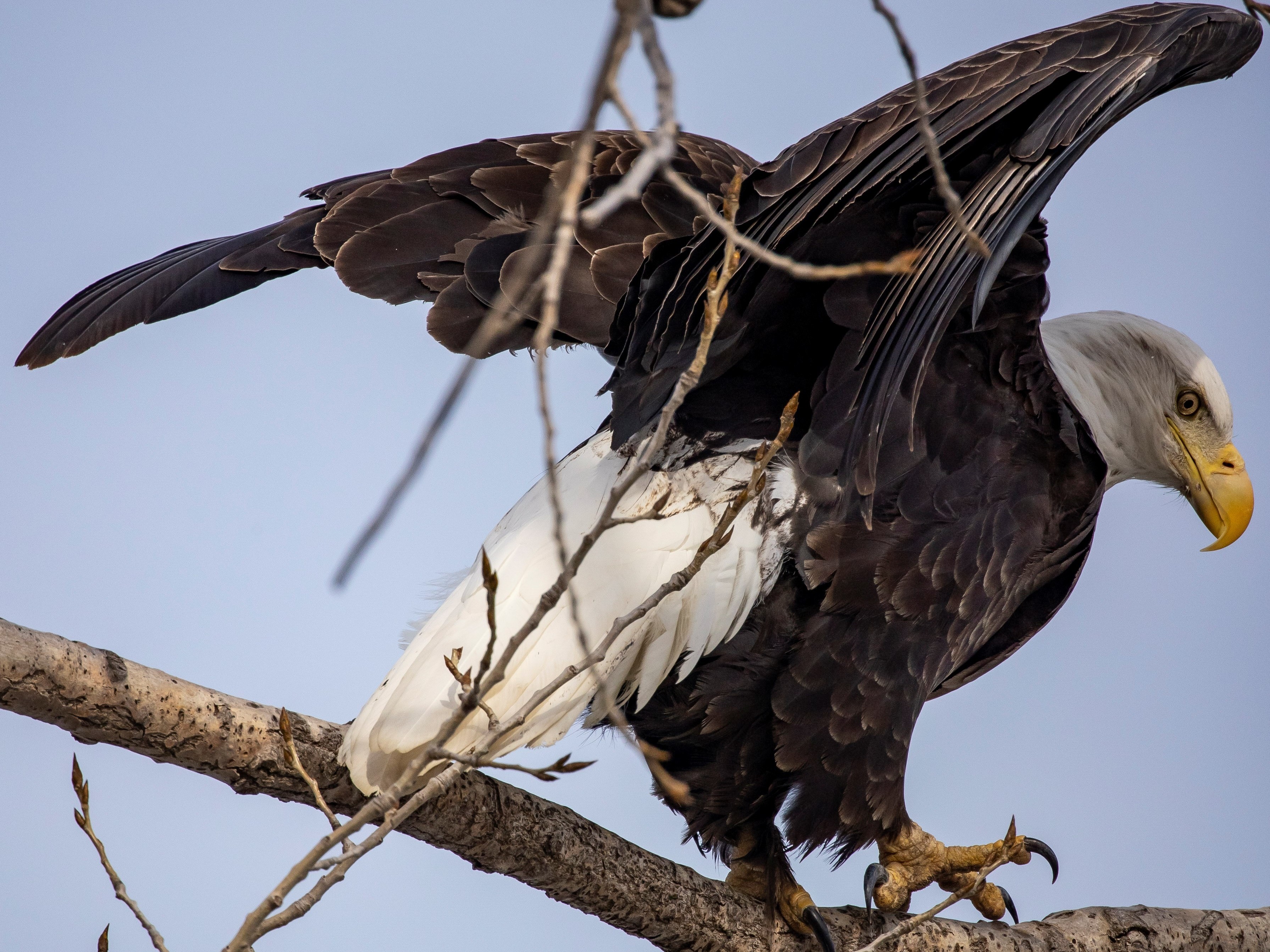 caption: A bald eagle perches on a tree at Sunset Park in Rock Island, Ill., in March. A new study says that many species of birds increasingly moved in to urban areas as human activity waned during the pandemic.