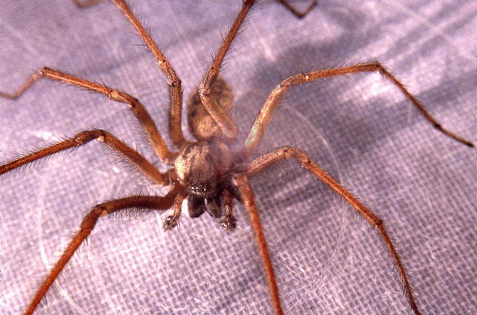 西雅图的巨型家蜘蛛：又大又快，但不会致命