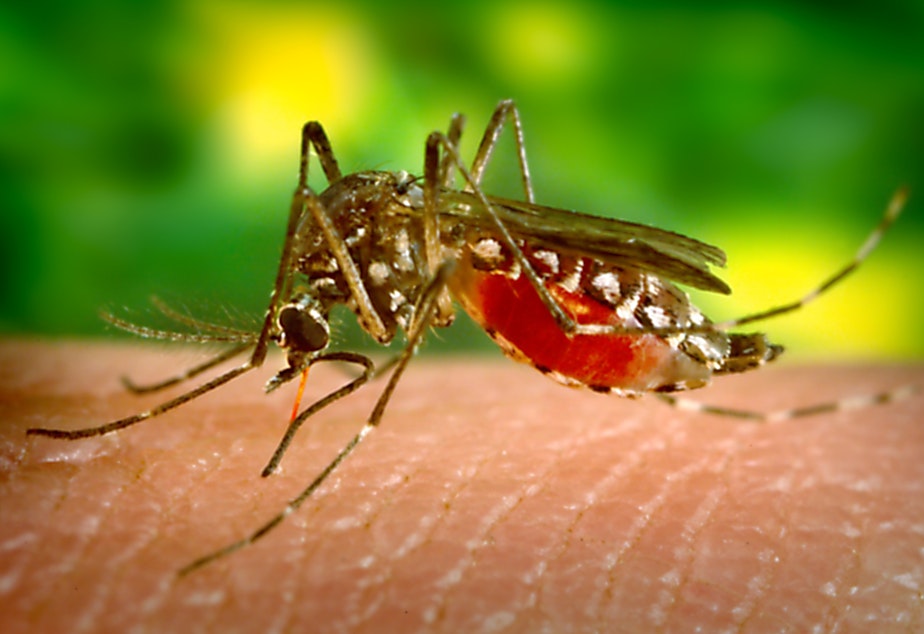 caption: A female <em>Aedes aegypti</em> mosquito feeds on human skin.