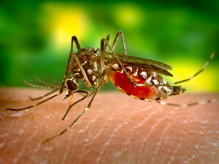 caption: A female <em>Aedes aegypti</em> mosquito feeds on human skin.