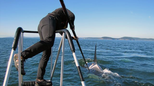 caption: NOAA scientist Jeff Hogan uses a long pole to attach a 'D-tag' to an orca near Rosario Strait in the San Juan Islands in 2012. One side of the tag is lined with octopus-looking suction cups, the other bears a tiny antenna.