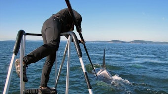 caption: NOAA scientist Jeff Hogan uses a long pole to attach a 'D-tag' to an orca near Rosario Strait in the San Juan Islands in 2012. One side of the tag is lined with octopus-looking suction cups, the other bears a tiny antenna.