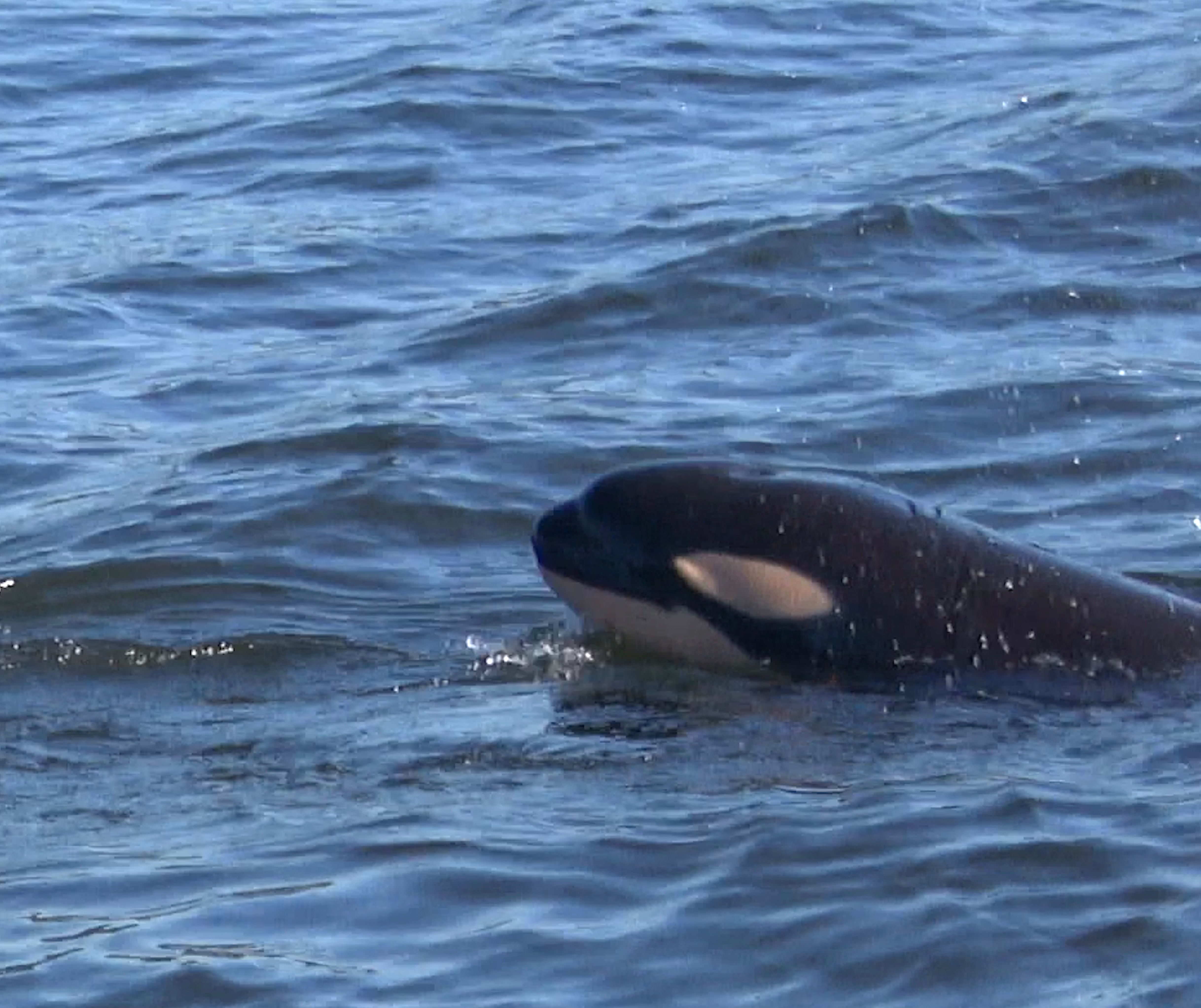caption: Researchers presume the new orca calf was born to 18-year-old J42, otherwise known as "Echo." 