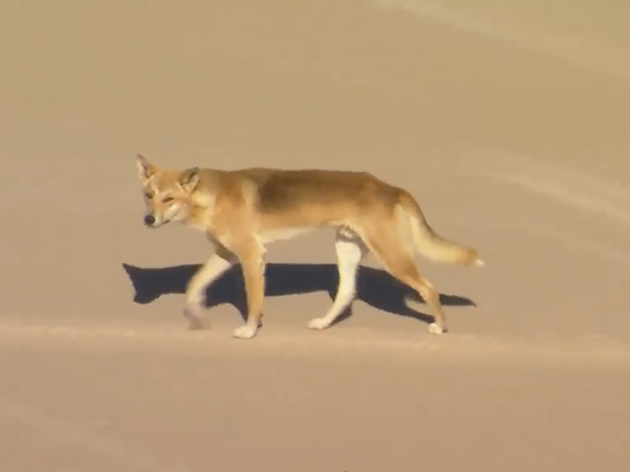 caption: In this aerial image made from video, a dingo walks on beach on K'gari, formerly known as Fraser Island, Australia, on Monday, July 17, 2023.