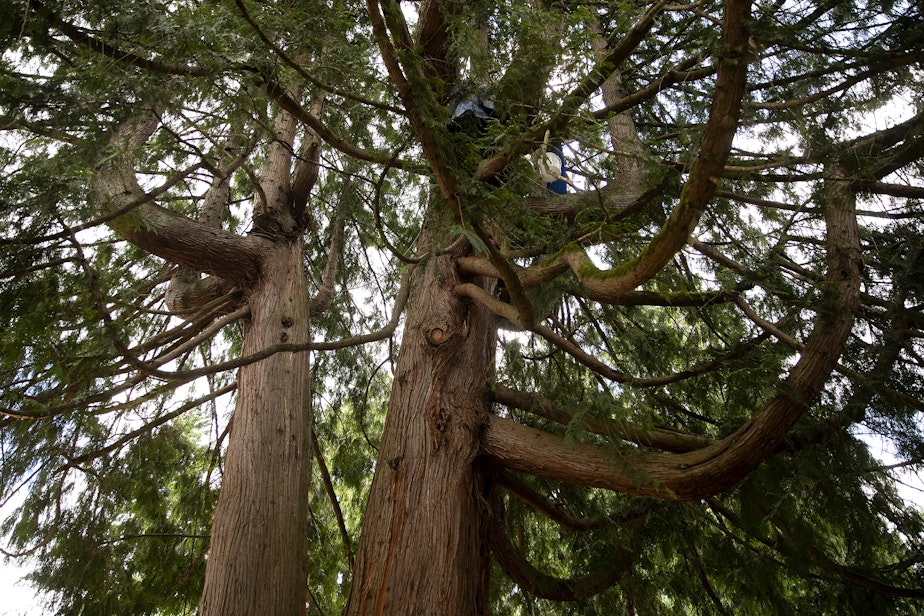 caption: The roughly 200-year-old cedar tree that was slated to be cut down for a development project is shown on Monday, July 17, 2023, in the Wedgwood neighborhood of Seattle. Droplet, an activist tree sitter, has been tree sitting since early Friday morning, and plans to stay there until the cedar is no longer under threat. 