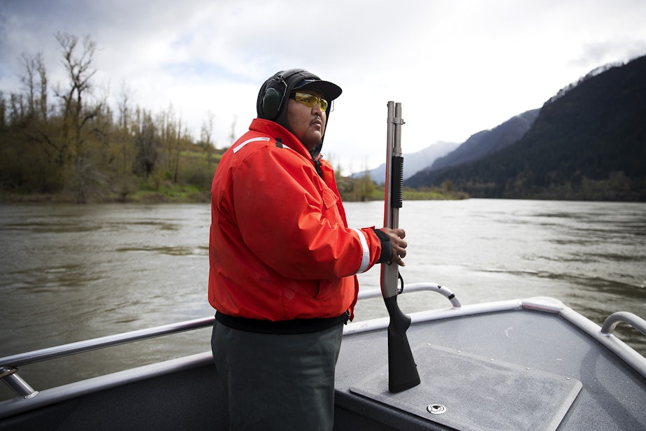 caption: Teddy Walsey, a fishery technician with the Columbia River Inter-Tribal Fish Commission holds a shotgun while looking for sea lions during a non-lethal hazing mission on Friday, April 12, 2019, on the Columbia River near the Bonneville Dam. Shell crackers are shot at the sea lions to scare and drive them away from the area in an effort to protect salmon. 