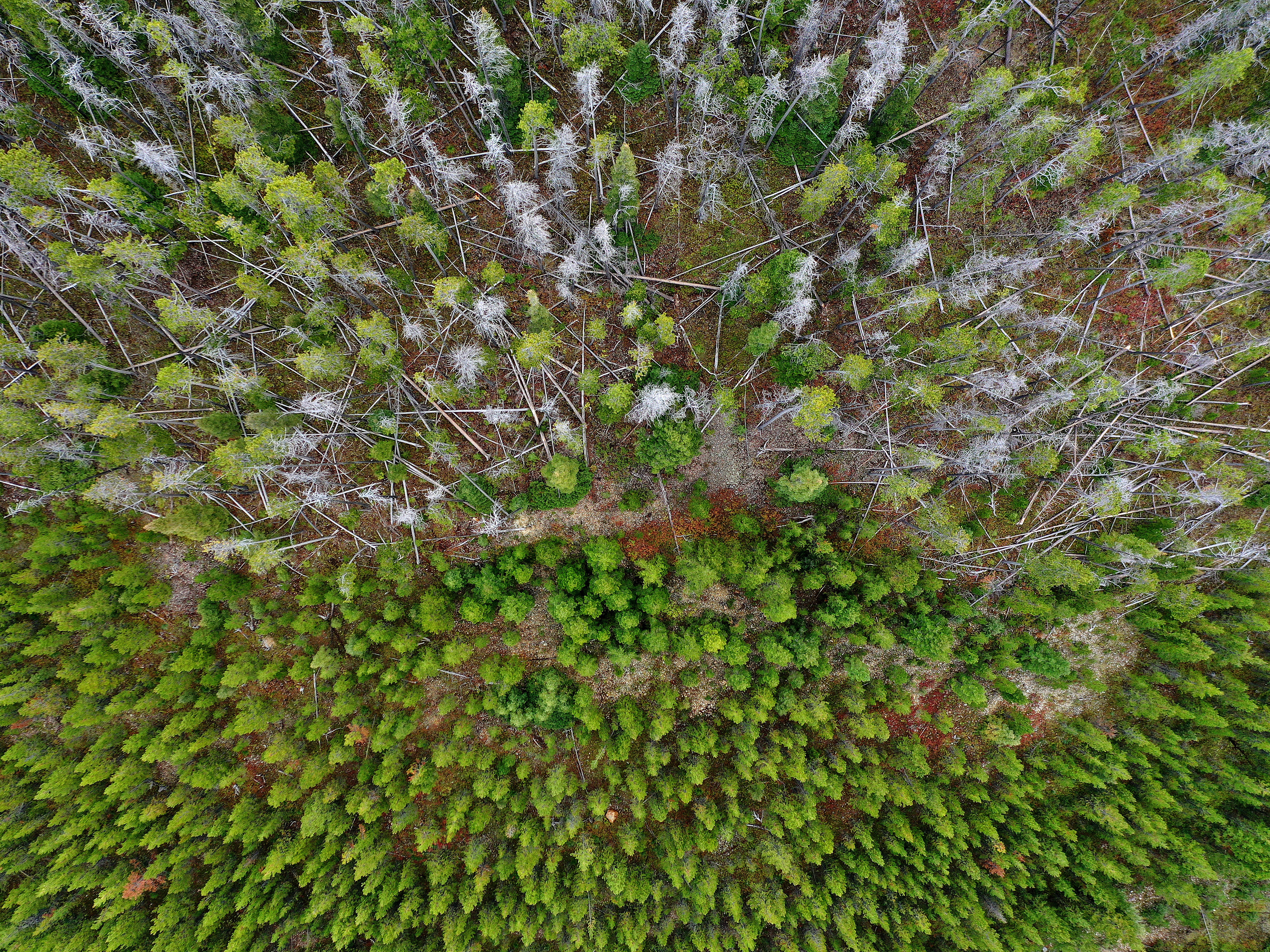 caption: Jacob Greer was on the lam for six years, trying to avoid child pornography charges. Authorities said he was a "survivalist" who had intentions to "live off the land." In 2016, the U.S. Forest Service linked a car that was found at a Montana campground to Greer. Here, new green trees grow in the foreground near older dead trees in the Beaverhead-Deerlodge National Forest in Montana in 2019.