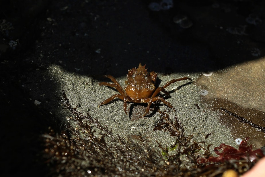 caption: A kelp crab that had been hiding under seaweed during low tide at Constellation park, Seattle. June 5, 2023