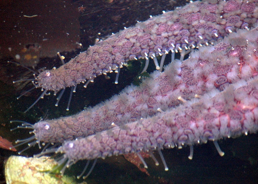 caption: Sunflower stars, like this one off Alaska's Admiralty Island in 2008, can use their 15,000 tube feet to move up to seven feet per minute across the sea floor.
